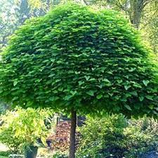 Quel arbre pour mon jardin ? Arbres Pour L Ombrage Gamm Vert
