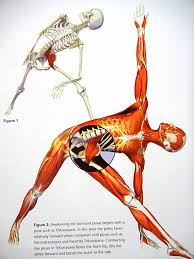 The spinal erectors are thought of as the lower back muscles. List Of Lower Back Muscles Got A Pain In The Neck Quick Tricks To Alleviate Neck Find Out Which Back Muscles Are Behind Your Back Pain And Most Importantly