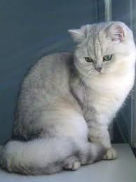 Silver Shaded British Shorthair By Les Chroniques De Gael By Jannie Cats British Shorthair Kittens Pretty Cats