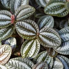 Image result for Pilea johnstonii