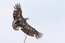This one is a juvenile bald eagle. Juvenile Bald Eagle In Flight Photograph By Dan Ferrin