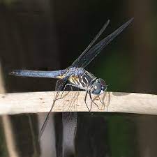 This portion of the dragonfly life cycle can take up to four years to complete, and if the nymph cycle is completed in the beginning of the wintertime, it will remain in the water until spring when it is warm enough to come out. Blue Dasher Dragonflies Family Libellulidae Field Station