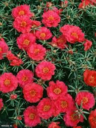 Pin By Flowers In Heart On Moss Roses Portulaca Grandiflora Flower Seeds Trees To Plant