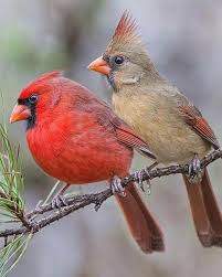 Red Birds That Look Like Cardinals It Looks Like She S Scolding Him For Having Been Out All Night Red Birds Beautiful Birds Birds