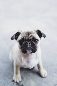 (1219 e loma vista dr, tempe, az) hide this posting restore restore this posting. How Much Do Pugs Cost Let S Talk Pug Prices