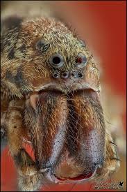 Wolf spiders generally eat insects or other small animals that they have killed themselves. Wolf Spider By Jody Melanson Wolf Spider Arachnids Spiders Spider