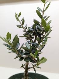 Image result for Olea europaea