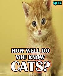 I Got Expert Cat Lover How Well Do You Know Your Cat Cats Funny Images Fun Quizzes