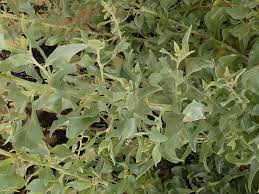 Image result for Atriplex halimus