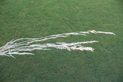 Image result for Agrostis lachnantha