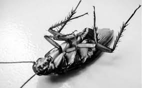 If you want to minimize the chance of an infestation, don't give them a reason to invade. 5 Ways To Keep Your Home Cockroach Free Lifestyle News