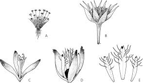 Image result for Eriocaulon buchananii