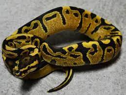 Baby Fire Ball Pythons Ball Python Pythons For Sale Python