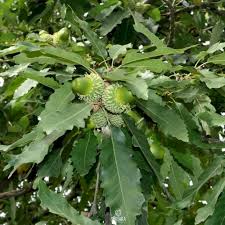 Image result for Necepsia castaneifolia