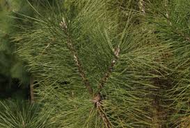 Image result for Pinus