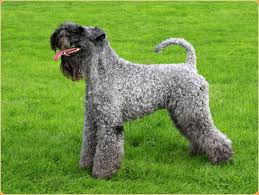 Gentle with children and family, … a good resource: Kerry Blue Terrier Puppies Price Facts Temperament Breeders Animals Adda