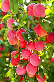 Santa rosa plum tree prunus salicina 'santa rosa' santa rosa is known as the definitive plum flavor. Au Rosa Plum Tree For Sale Online The Tree Center