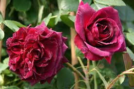 It has surprised me by flourishing in the worst possible location (exposed to winters' constant. Munstead Wood And Other Roses You Can Buy At The Online Shop Of Rosen Direct De