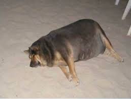 Excess fat on your dog's body is also a major indicator of being overweight. Fat Dog On Sand Aww