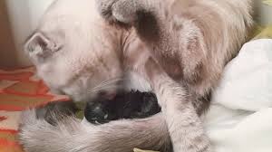 Bade Doguruyor Kedi Dogumu Youtube