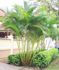 Golden Cane Palm Landscape Jpg 431 511 Tropical Garden Design Backyard Plants Front Garden Design