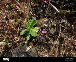 Image result for Canscora diffusa