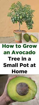 How To Grow An Avocado Tree In A Small Pot At Home Growing An Avocado Tree Grow Avocado Avocado Plant