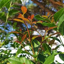 Image result for Chionanthus foveolatus
