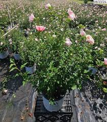 Image result for Hibiscus syriacus ´Pink Chiffon