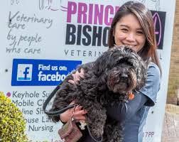 Without surgery it can severely limit your pup's quality of life. Swallowing Sand Could Have Killed Cockapoo From County Durham The Northern Echo