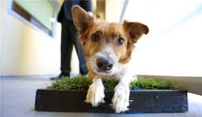 Best puppy training pads in 2020 #bestpuppytrainingpads #puppytrainingpads #puppytrainingpads2020 we have put up more than 60 hours of research in finding. Solving The Pet Pee Needs In An Urban High Rise Apartment