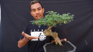 Repoting Bonsai Ileng Ileng Mangsian Youtube