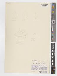 Image result for Angraecum sacciferum