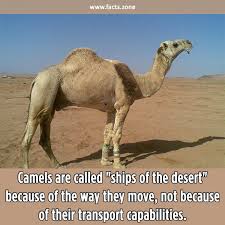 Population engages in sadomasochism at least an occasional basis. Camels Are Called Ships Of The Desert Because Facts Zone
