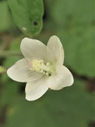 Image result for Hibiscus lobatus