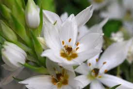Image result for Ornithogalum seineri