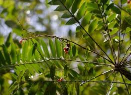 Image result for Brachystegia longifolia