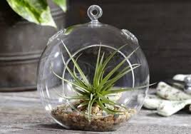 Glass Terrarium Details Buy This 6 Pack Of Hanging Globe Terrariums Today And Instantly Beautify Your Hanging Glass Terrarium Terrarium Succulent Candle Holder