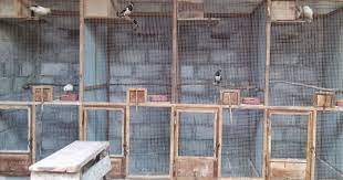 Simak Cara Budidaya Ternak Murai Batu Menguntungkan Berikut Hinyong