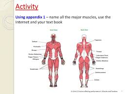 Muscles found in the deep group include the spinotransversales, erector spinae (composed of the iliocostalis, longissimus, and spinalis), the transversospinales, and the segmental muscles. 1 4 Muscles And Tendons Unit 1 Factors Affecting Performance Ppt Download