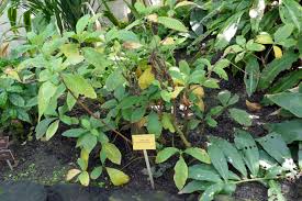 Image result for Leptactina