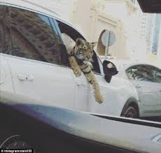 Exotic Animals Such As Big Cats Are The Latest Must Have Accessory For The Super Rich Daily Mail Online