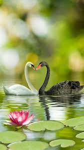 Black And White Swan Black And White Swans Heart Love Vogelbilder Hubsche Vogel Papagei Zeichnung