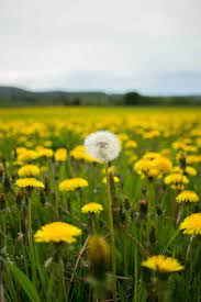 27 Dandelion Pictures Download Free Images Stock Photos On Unsplash Dandelion Pictures Dandelion Stock Images Free