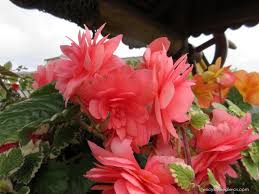 Image result for foto moud Forsterův