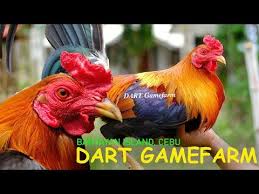 Pin Di Peternakan Ayam Philipin Gamefarm Gallosfinos Gamefowl Sabong