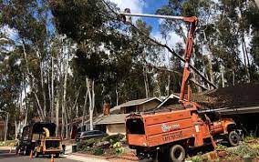 Check spelling or type a new query. Tree Services In Orange County Tree Removal Orange County Supreme Tree Experts