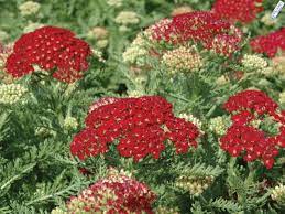 Achillea Millefolium Pomegranate Yarrow Yarrow Flower Achillea Achillea Millefolium