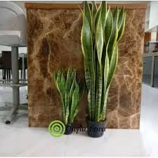 Check spelling or type a new query. Tanaman Hias Bunga Hidup Penyerap Racun Udara Sansivera Lidah Mertua Pedang Pedanganan Sansevieria Terbaru Agustus 2021 Harga Murah Kualitas Terjamin Blibli