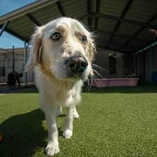 If you are considering dog boarding near me, there are some things you can do to help prepare your dog. Pet Boarding In West Chester Ohio Pet Daycare Dog Boarding Pet Palace
